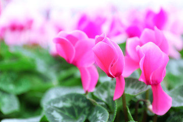 Winter flowers: cyclamen flowers in greenhouse, close-up