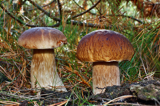 Two mushroom boletus