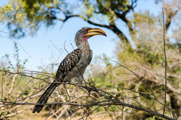 Uccello flying banana - Sudafrica - Kruger park