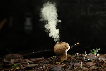 Puffball fungus spores reproduction smoke mushroom - obrazy, fototapety, plakaty