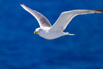 Feeding the seagulls from the ferry, Greece