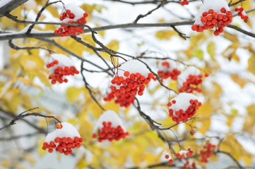 Snow-covered mountain ash against yellow leaves