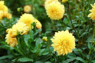 Beautiful chrysanthemum flowers, close-up, outdoors