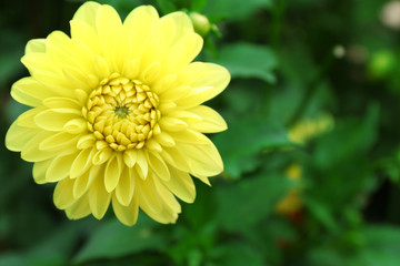 Beautiful chrysanthemum flower, close-up, outdoors