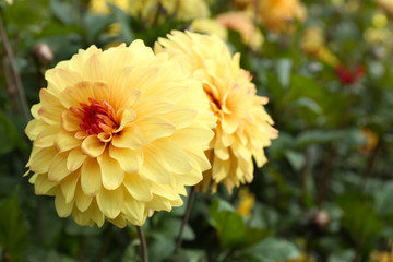 Beautiful chrysanthemum flowers, close-up, outdoors