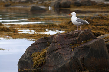 low tide, the rocks on the beach