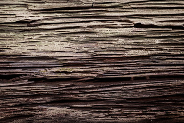 bark texture or background
