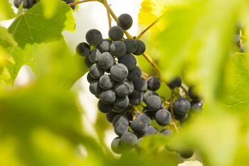 Red wine grapes on vine