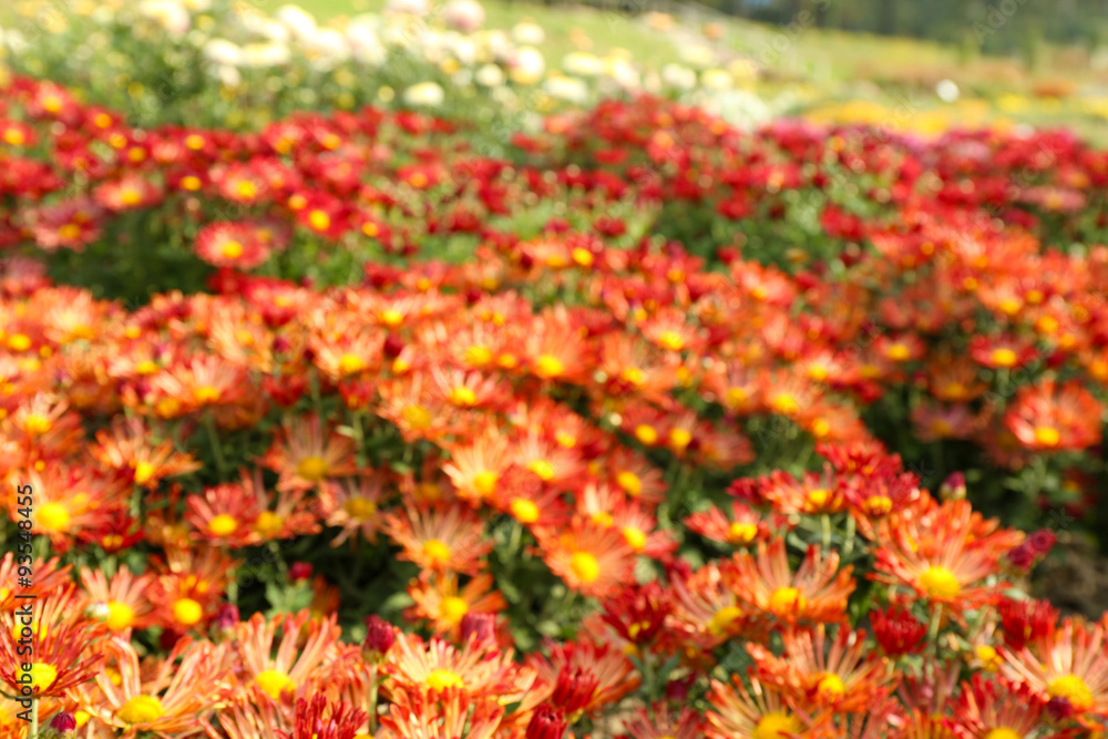 Wall mural Beautiful chrysanthemum flowers, close-up, outdoors