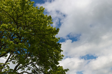 Obraz premium Green tree and leaves against blue sky and white clouds