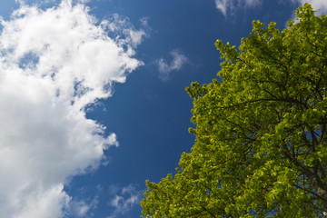Obraz premium Green tree and leaves against blue sky and white clouds