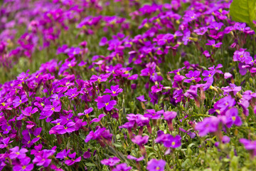 Obraz na płótnie Canvas Small purple flowers in bloom in the wild