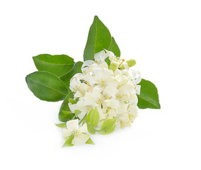 Naklejka premium Andaman satinwood isolated on white background