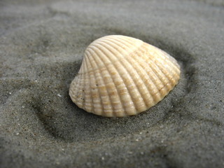 Herzmuschel im Sand