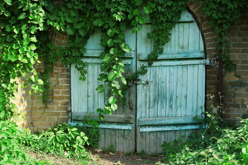Old wooden door with rusty hinges of the antique stone house overgrown with grape leaves.