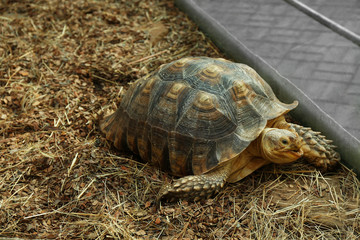 Turtle in zoo, close-up