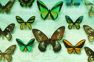 Butterfly collection set