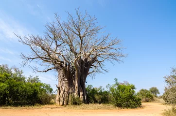 Crédence de cuisine en verre imprimé Baobab Baobab - Parc Kruger - Afrique du Sud