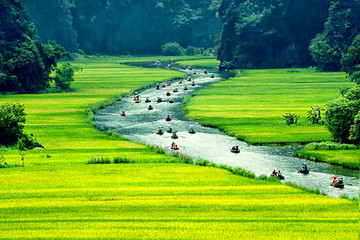 Rice field and river, NinhBinh, vietnam landscapes