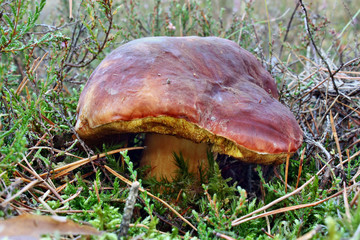 Beautiful boletus pinophilus