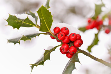 Close up od a branch of holly with red berries covered with snow