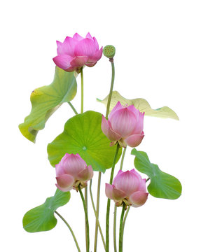 Fototapeta pink lotus and sun light in blue sky background