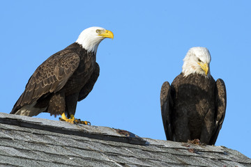 Pair of American Bald Eagles sitting on roof.