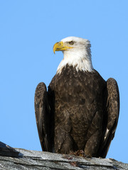 American Bald Eagle sitting on roof