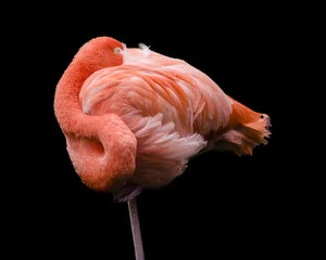 Zelfklevend Fotobehang Flamingo flamingo curled into a ball taking a nap