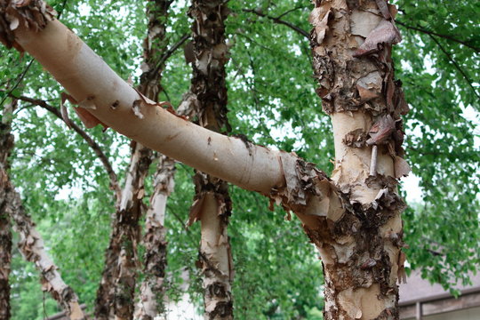 Tree Bark Nature Detail