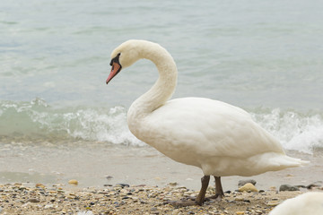 Swan