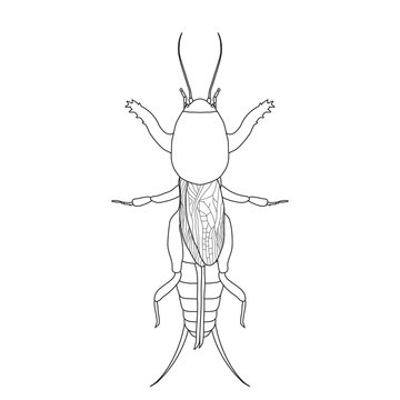Gryllotalpidae.  European mole cricket. gryllotalpa. Sketch of
