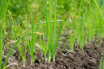 Close-up of the growing onion garden beds.