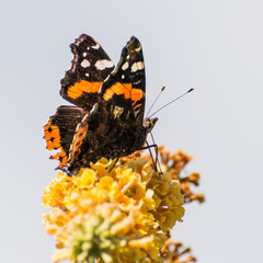 Atop The Butterfly Bush