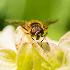 It's All In The Eyes