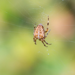 Cross Spider