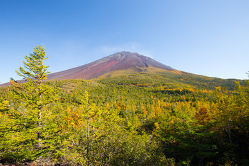 Fototapeta premium 紅葉と富士山近景が映える四季の自然景観