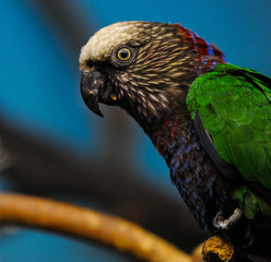 Hawk Headed Parrot