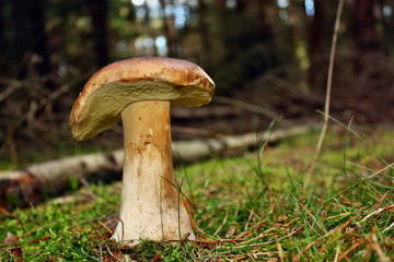 Boletus edulis mushroom