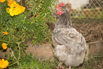 Free range chicken on a lawn pecking the ground
