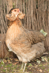 Free range chickens on a lawn pecking the ground
