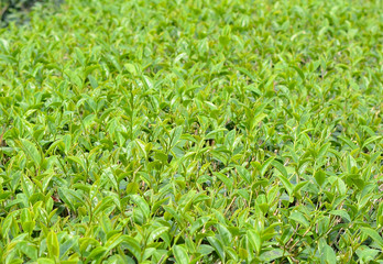 Green tea bud and leaves.