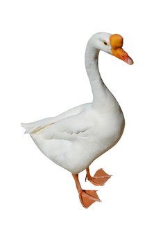 bird goose isolated on white