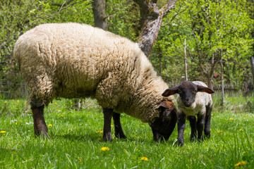 Ewe and lamb are grazing together in a garden