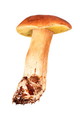Mushroom: boletus edulis
