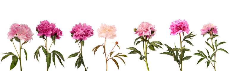 Set of different color peonies