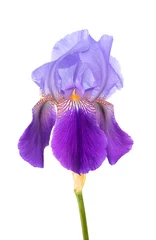 Stickers pour porte Iris Iris violet