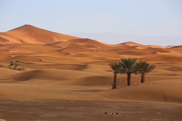Sahara desert