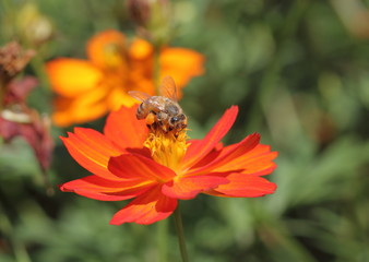 Little bee on the flower
