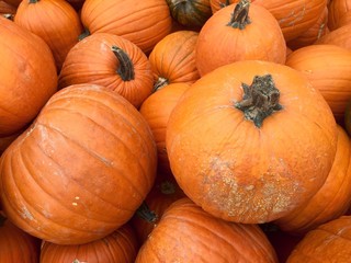 Kürbisse über Kürbisse